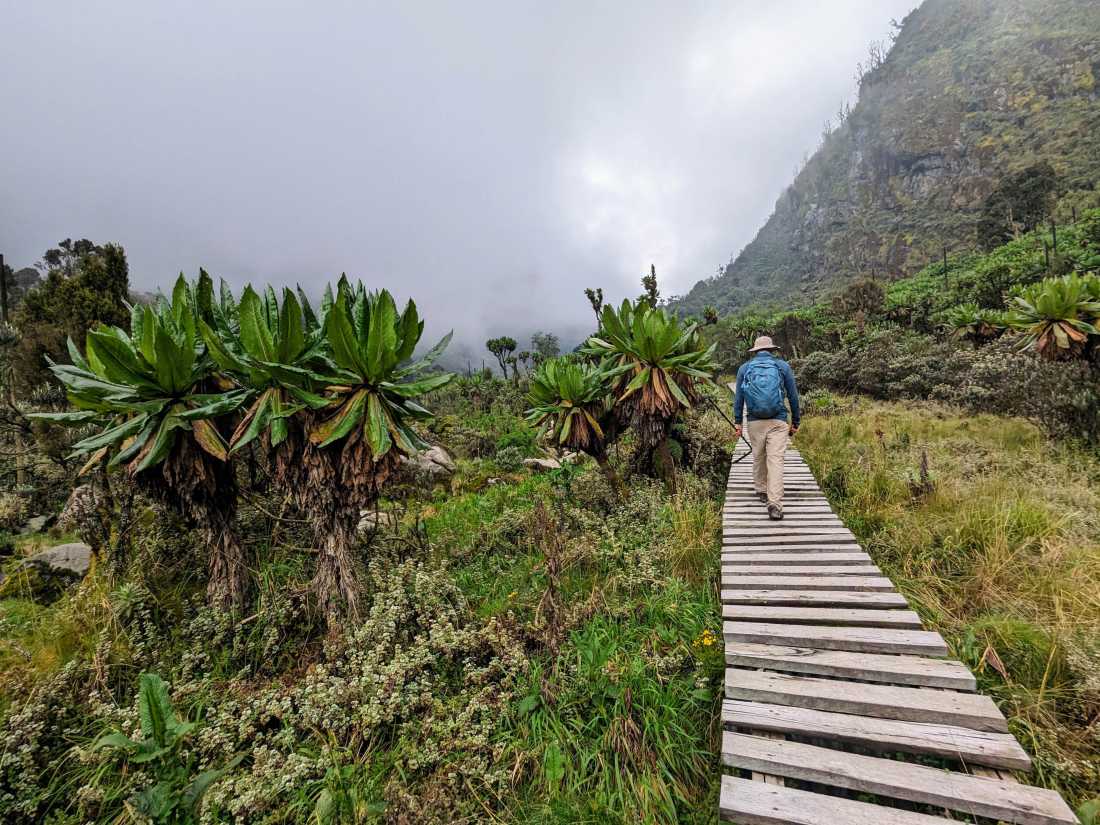 Hiking through the lobelias in the Rwenzori Mountains