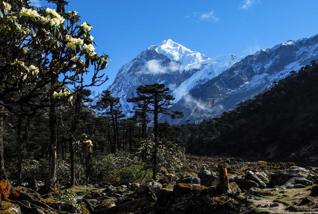Rhododendron forest, in Kanchenjunga area. Sikkim Himalaya, India