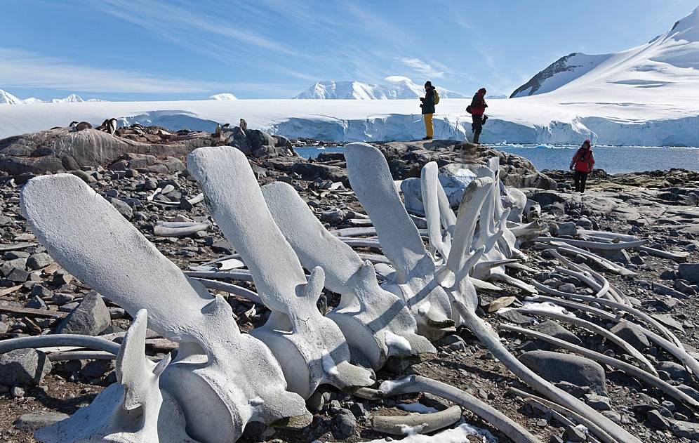 Whale bones, South Georgia |  <i>Peter Walton</i>